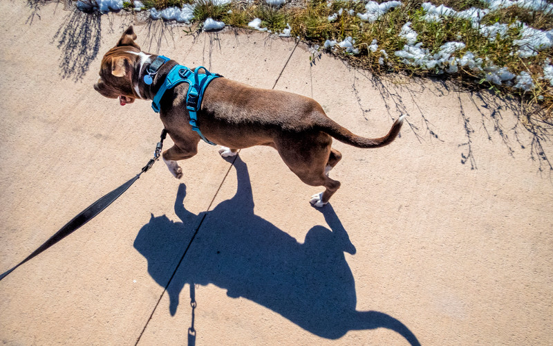 Collar vs Harness: Which is Best for Dog Camping?