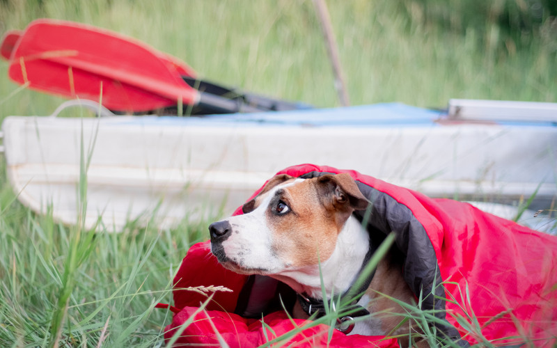 Dog Sleeping Bag for Camping