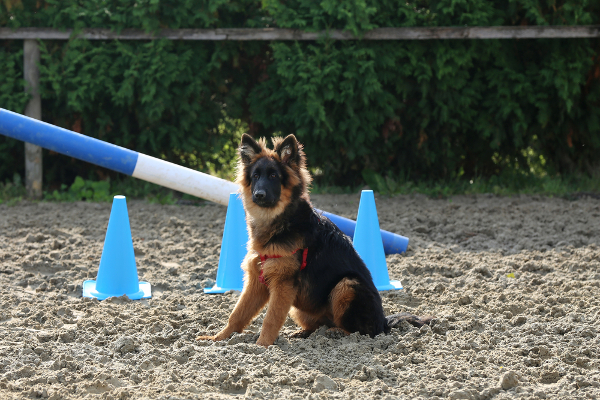 Prepare Your Dog for Camping