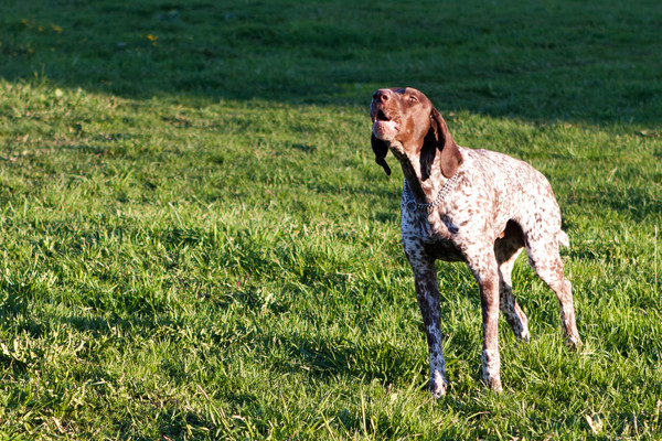 How to Stop Dog Barking when Camping