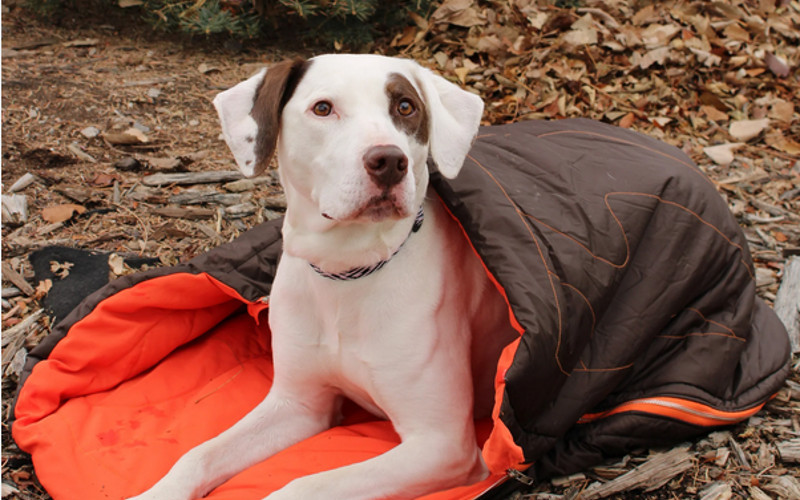 Dog Camping Bedding Options