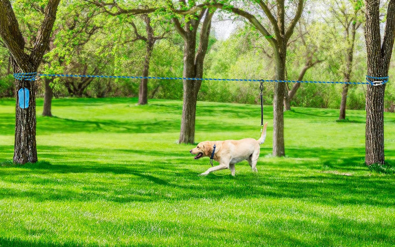 Dog Tie Out Cable for Camping