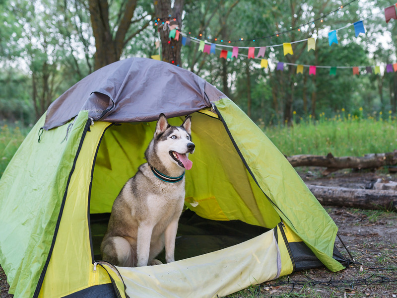 Tent for Camping with Dog