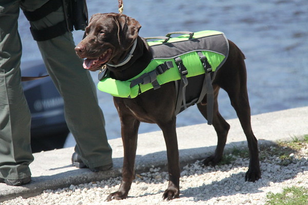 The Ultimate Guide to Choosing the Perfect Life Jacket for Your Dog