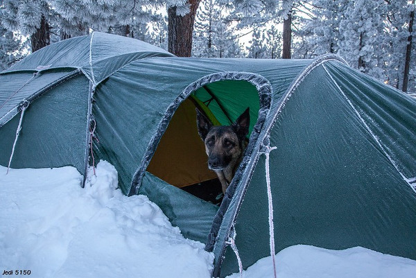 Can a Dog Sleep Inside of a Camping Tent? Precautions, Tips Gear!